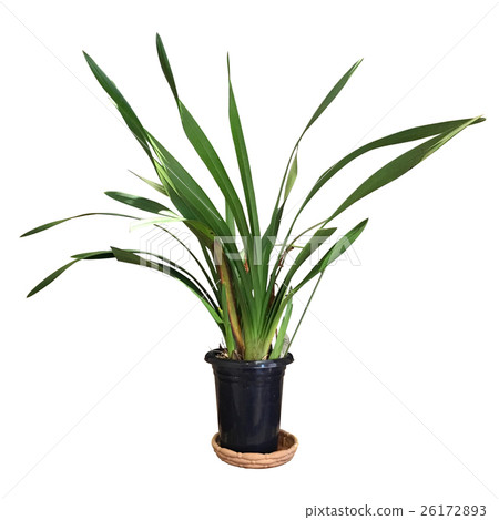 室內植物(背景剪報) 室內植物(背景剪報) 26172893