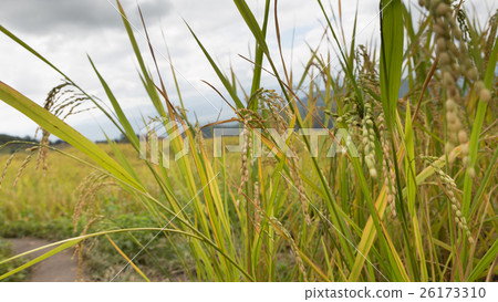 yellow terraced rice paddy field yellow terraced rice paddy field 26173310