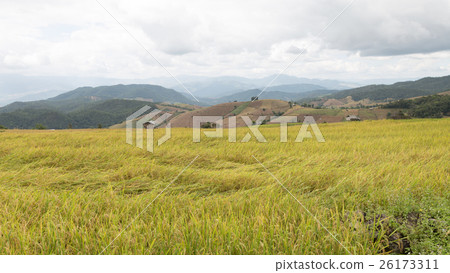 yellow terraced rice paddy field with wood hut yellow terraced rice paddy field with wood hut 26173311