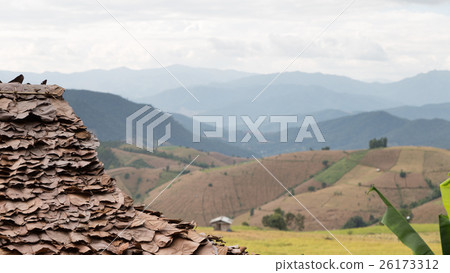 hut roof with yellow terraced rice paddy field 26173312