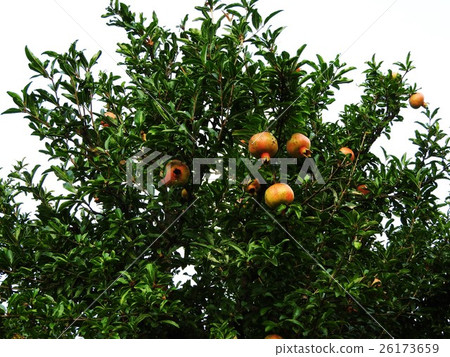 In addition to ornamental items such as garden trees, pomegranate to be edible. Contains female hormone estrogen, it is useful for beauty and health. In addition to ornamental items such as garden trees, pomegranate to be edible. Contains female hormone estrogen, it is useful for beauty and health. 26173659
