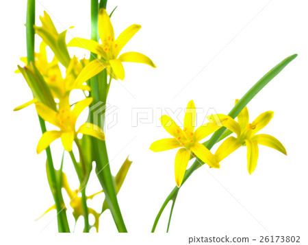 Gagea lutea (Yellow Star of Bethlehem) 26173802