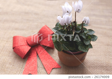 花仙客來品種：花園仙客來 26174009