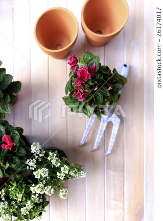 花仙客來品種：花園仙客來 26174017