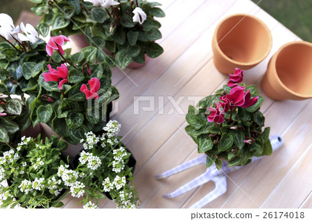 花仙客來品種：花園仙客來 26174018