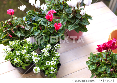 花仙客來品種：花園仙客來 26174021