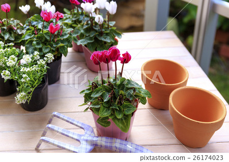 花仙客來品種：花園仙客來 26174023