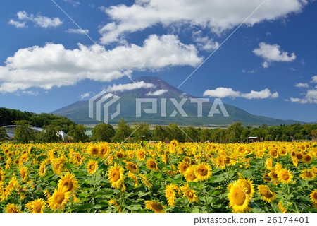 Yamanakako花城公園的向日葵和富士山 26174401