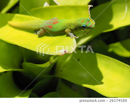 Hawaiian green geckos Hawaiian green geckos 26174589