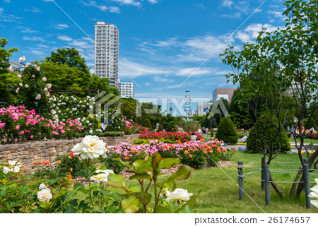 Sapporo Odori Park Rose Sapporo Odori Park Rose 26174657