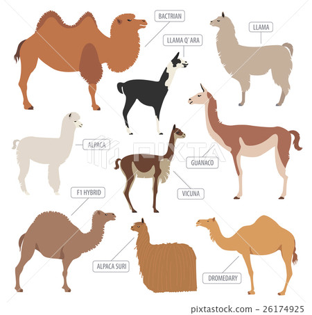 Camel, llama, guanaco, alpaca breeds icon set. 26174925