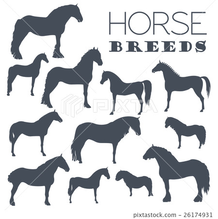 Horse breeding icon set. Farm animal. Flat design Horse breeding icon set. Farm animal. Flat design 26174931