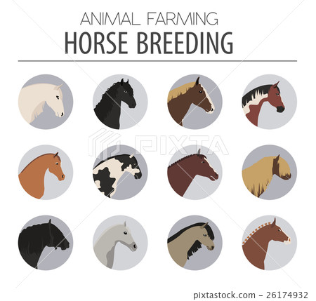 Horse breeding icon set. Farm animal. Flat design 26174932