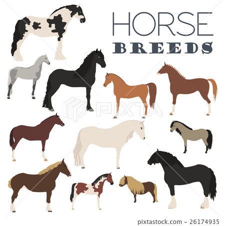 Horse breeding icon set. Farm animal. Flat design Horse breeding icon set. Farm animal. Flat design 26174935