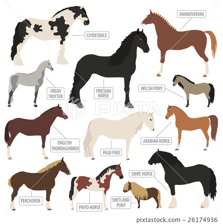 Horse breeding icon set. Farm animal. Flat design 26174936