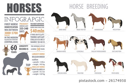 Stock Illustration: Horse breeding infographic template. Farm animal