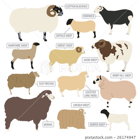 Sheep breed icon set. Farm animal. Flat design 26174947