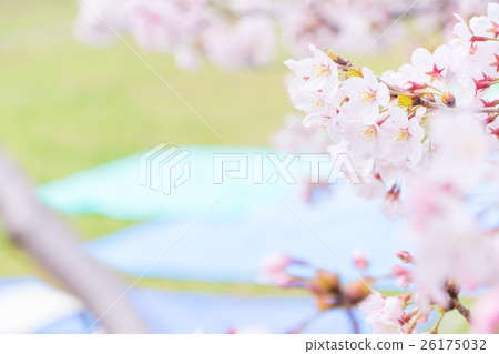 Place taking place of cherry-blossom viewing Yoshino cherry tree Sakura simeiyoshiyoshii Yoshino Place taking place of cherry-blossom viewing Yoshino cherry tree Sakura simeiyoshiyoshii Yoshino 26175032