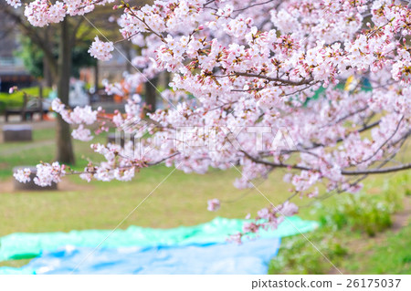Place taking place of cherry-blossom viewing Yoshino cherry tree Sakura simeiyoshiyoshii Yoshino 26175037