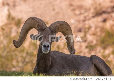 Desert Bighorn Sheep Ram Desert Bighorn Sheep Ram 26175125