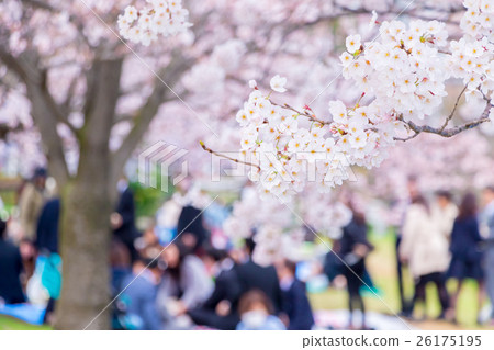 Season of cherry blossoms Cherry blossoms Cherry blossom viewing at Shimei Yosino park 26175195
