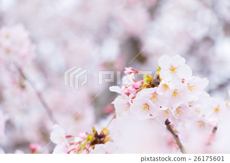 Sakura Sameyoshi no Sakura Closeup closeup copy space Sakura Sameyoshi no Sakura Closeup closeup copy space 26175601