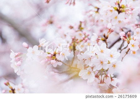 佐倉Sameyoshi沒有佐倉特寫鏡頭特寫鏡頭拷貝空間 26175609