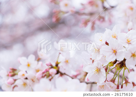 佐倉Sameyoshi沒有佐倉特寫鏡頭特寫鏡頭拷貝空間 26175610