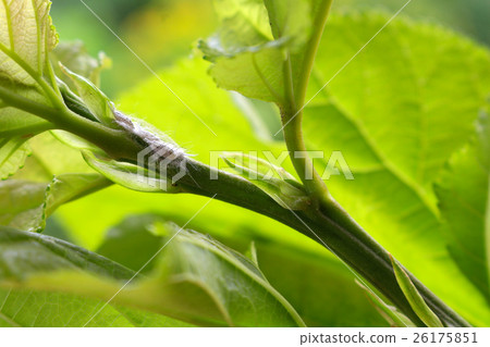 mealybug eating sap from young tree mealybug eating sap from young tree 26175851