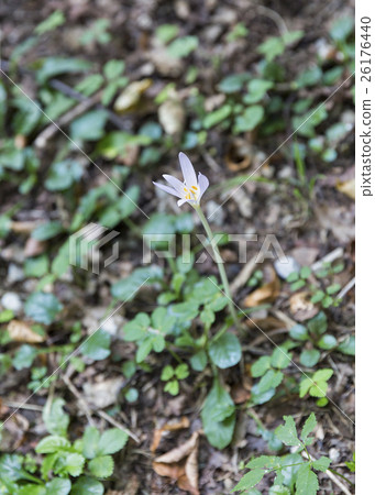 Close-up of violet Colchicum autumnale 26176440