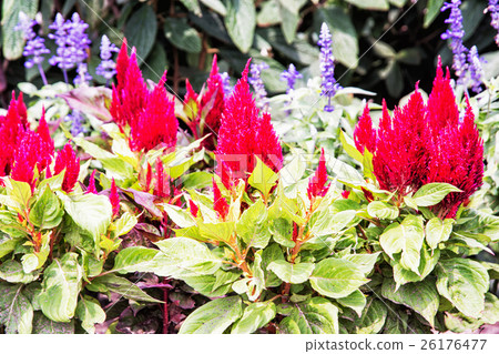 Beautiful red celosia spicata flowers in garden Beautiful red celosia spicata flowers in garden 26176477
