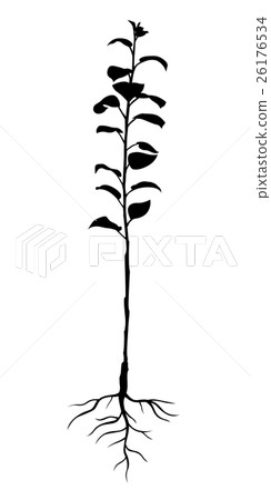 Annual seedling apple trees with roots 26176534