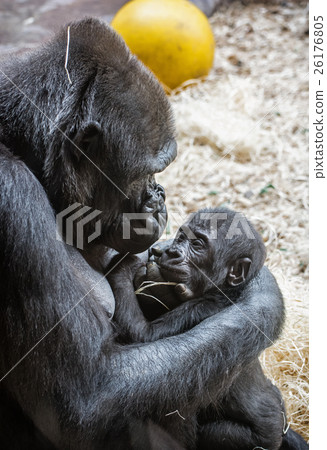 Western lowland gorilla - Gorilla gorilla gorilla Western lowland gorilla - Gorilla gorilla gorilla 26176805