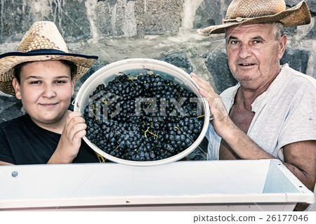 Boy with grandfather strew bunches of grapes Boy with grandfather strew bunches of grapes 26177046