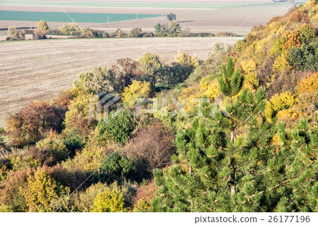 Decidious and coniferous forest with fields 26177196