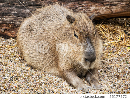 best webdrive for rails rspec capybara