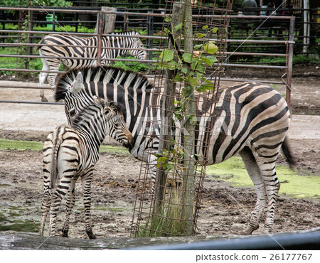Hartmann's mountain zebra - Equus zebra hartmannae 26177767