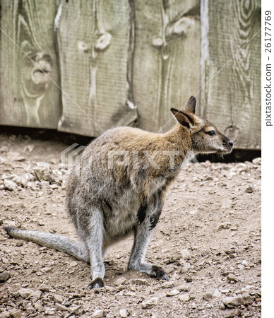 Red-necked wallaby or Bennett's wallaby 26177769
