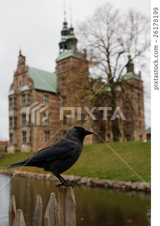Crow in Copenhagen 26178199