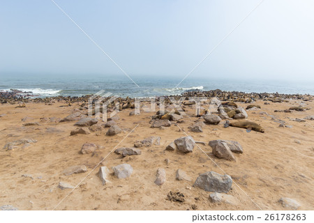 The seal colony at Cape Cross 26178263
