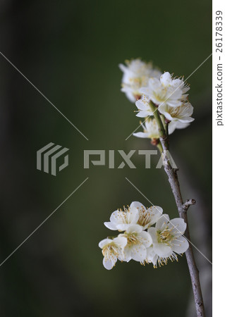 Sanjyukuen白李子 26178339