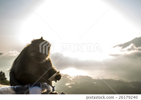 Bali Lake Batur monkey view sunset Gunung Agung 26179240