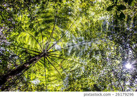 Bali Indonesia green palm tree Jungle Tamblingan Bali Indonesia green palm tree Jungle Tamblingan 26179296