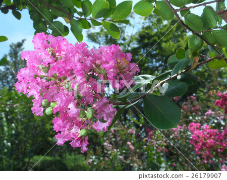 Flower of crape mybs Flower of crape mybs 26179907