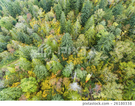 Aerial shooting of forest (true bird's eye view) 26180338
