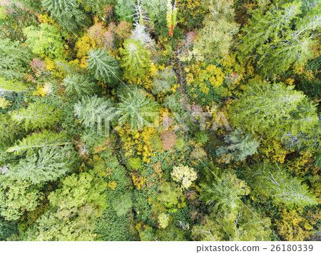 Aerial shooting of forest (true bird's eye view) 26180339