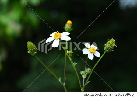 Koshironosendangsa 26180960