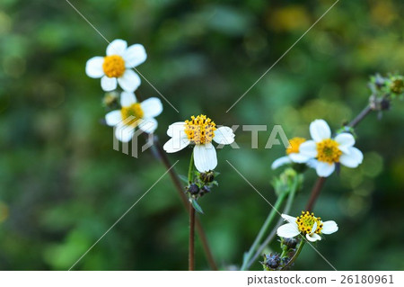 Koshironosendangsa Koshironosendangsa 26180961