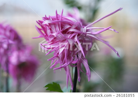 菊花3 26181055