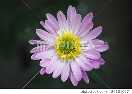 Chrysanthemum 26181057